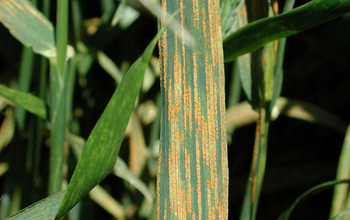 striped rust on wheat leaves